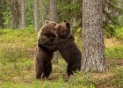 Brown Bears at Play.jpg